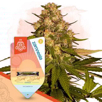 sunset-sherbet-image