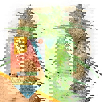 Sunset Sherbet Autoflower