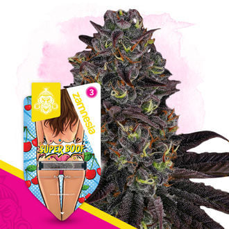 super-boof-autoflower-image