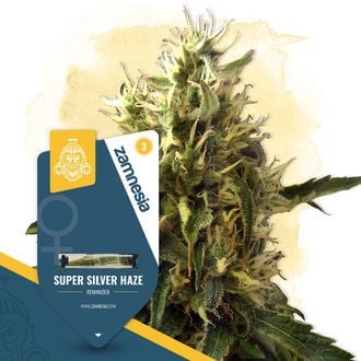 super-silver-haze-image
