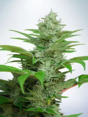Auto CBD Star Feminized
