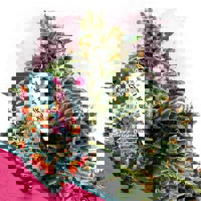 Tangerine Dream Autoflower