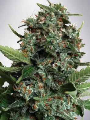 Autopilot XXL Feminized
