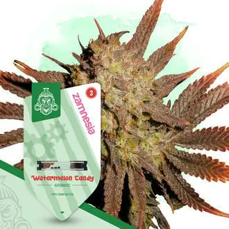 Watermelon Candy Autoflower