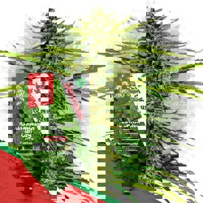 Watermelon Candy F1 Autoflower