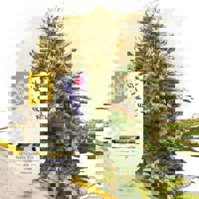 Wedding Cake Autoflower