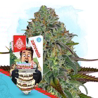 wedding-crasher-autoflower-image