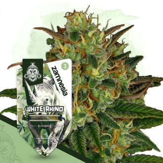 white-rhino-autoflower-image