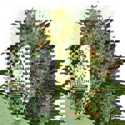 White Rhino Autoflower