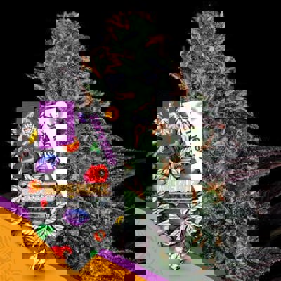 White Runtz Autoflower