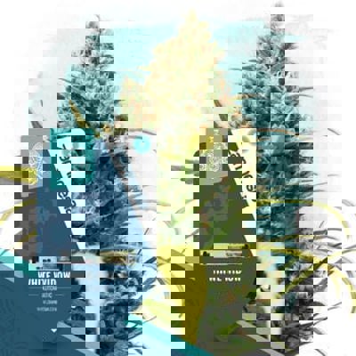 White Widow Autoflower