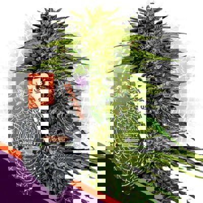 White Widow F1 Autoflower