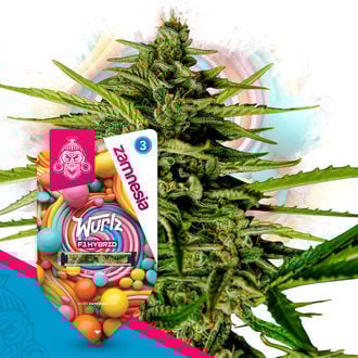 wurlz-f1-autoflower-image