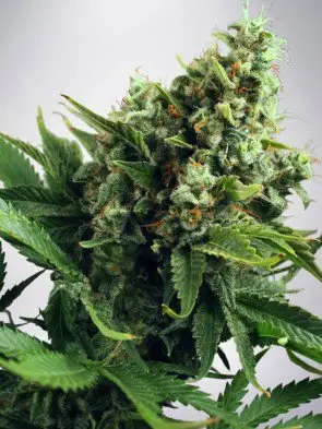 Auto White Widow Feminized