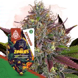 zookies-autoflower-image