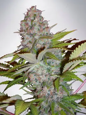Auto Cheese NL Feminized