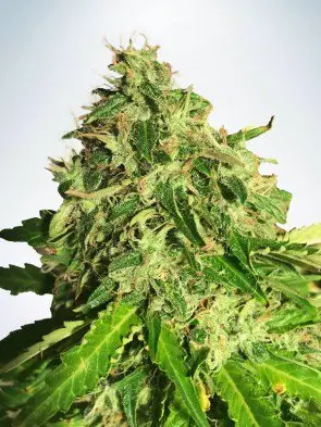 Auto Cannabis Light Feminized
