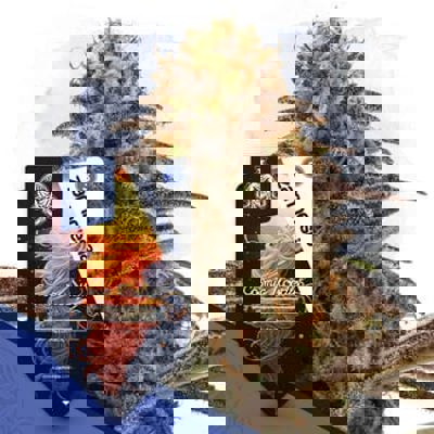 Cosmic Noodles Autoflower