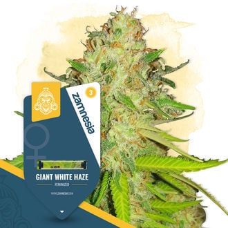 giant-white-haze-image