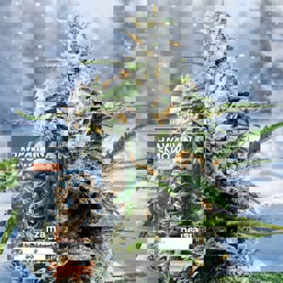 Hawaiian Snow Autoflower