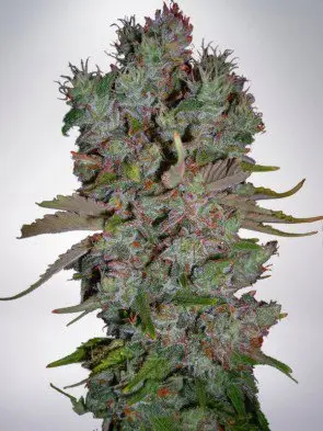 Auto Blueberry Domina Feminized