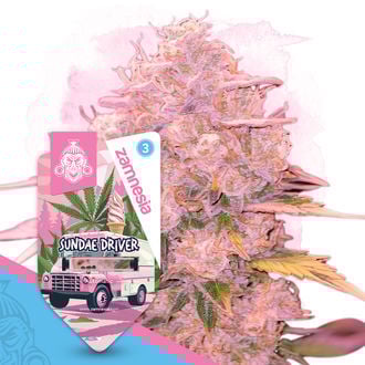 sundae-driver-autoflower-image