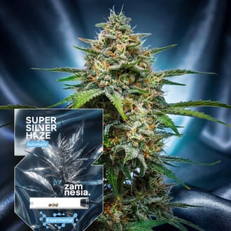 super-silver-haze-autoflower-image