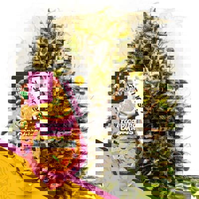 Tropicana Cookies Autoflower