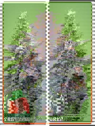 3 Kings Autoflowering