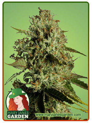 Agent Orange Regular