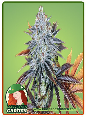 Alien Technology Regular