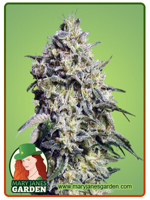 Amnesia Autoflowering