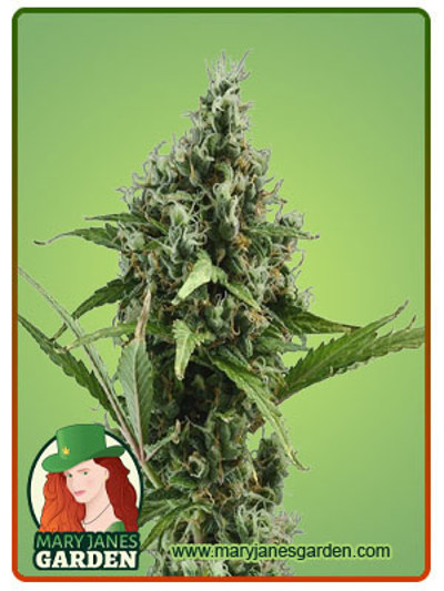 Amnesia Haze Autoflowering