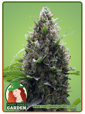 Amnesia Kush Autoflowering