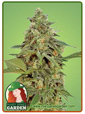 Amnesia Lemon Regular