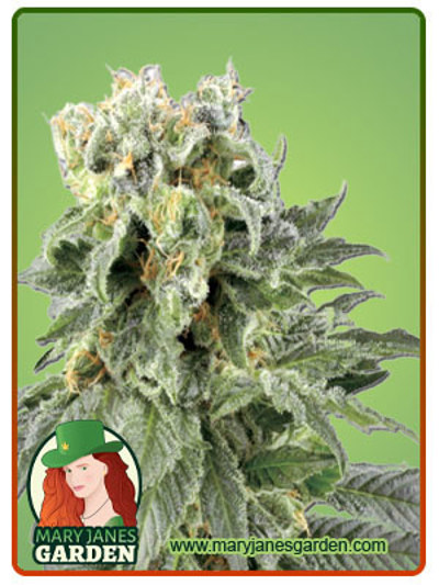 Angel OG Autoflowering