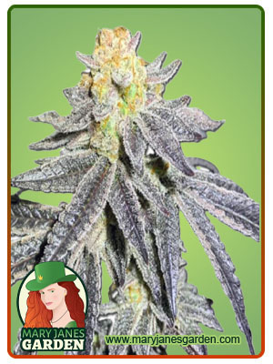 Animal Cookies Autoflowering