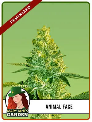 Animal Face