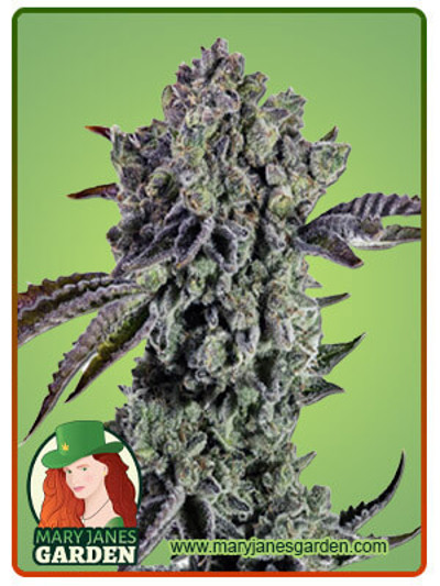 Animal Mint Autoflowering