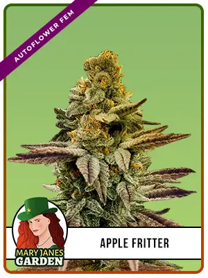 Apple Fritter Autoflowering