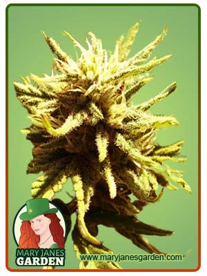 Auto CBD Green Maverick