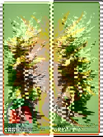 Auto CBD Green Maverick