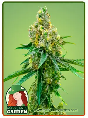 Auto CBD Harlequin