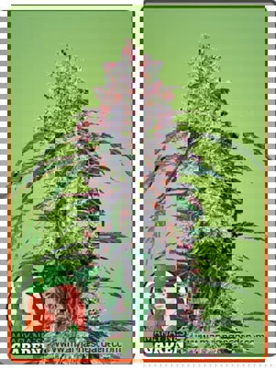 Auto CBD White Widow