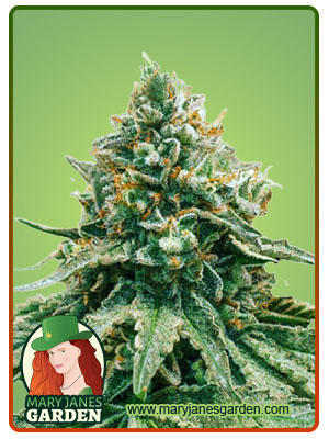 Baklava Fast Version