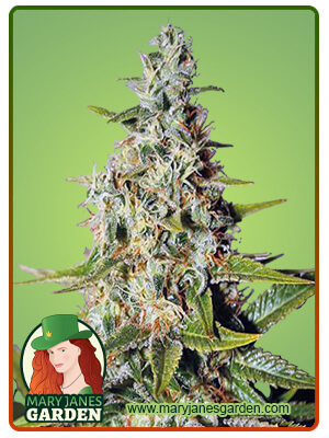 Afghan Autoflowering