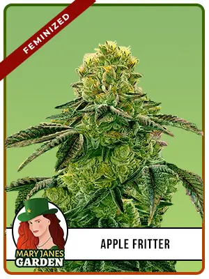 Apple Fritter