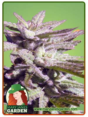 BC Hash Plant Regular