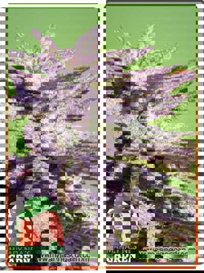 BC Hash Plant Regular