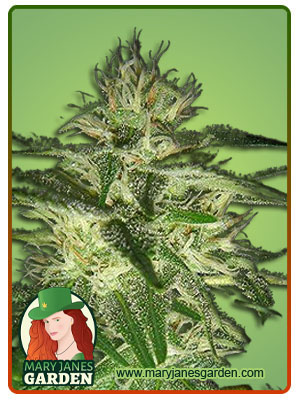 Big Bud Fast Version